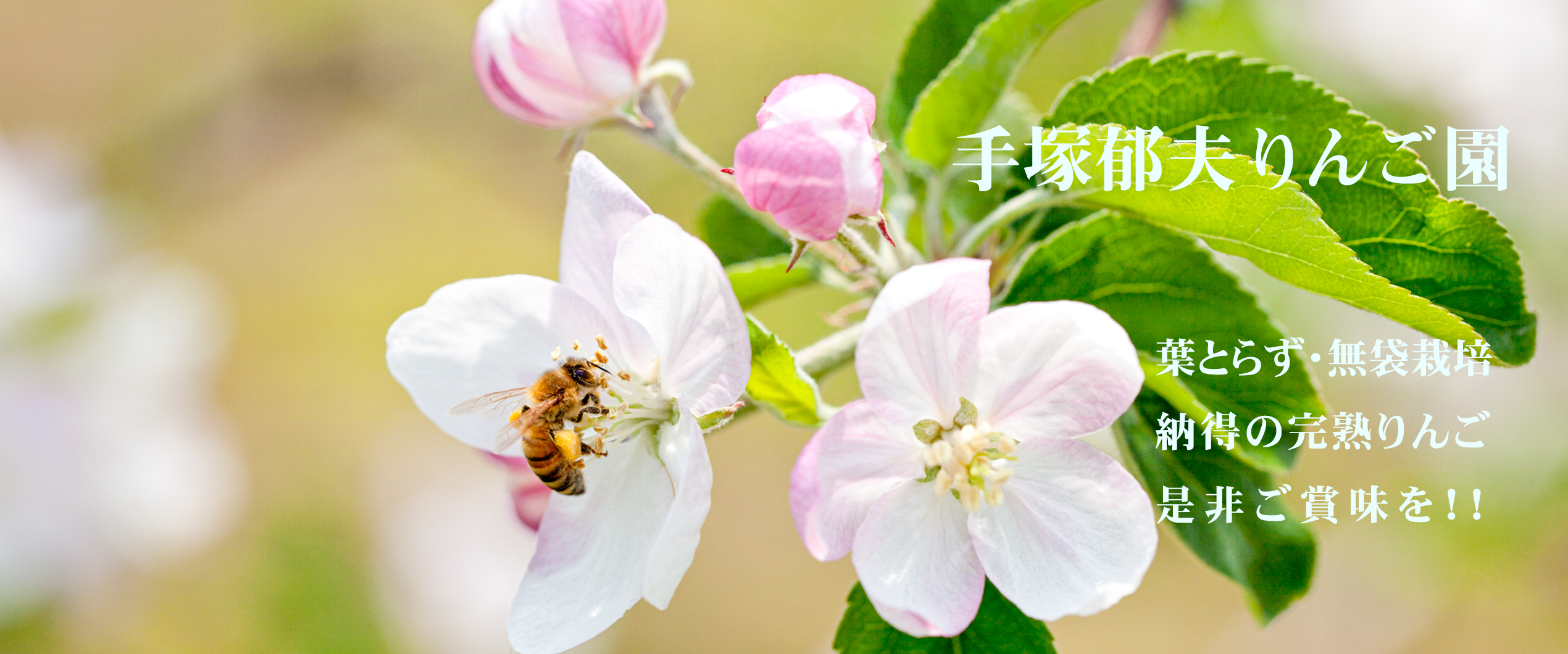 ㈱手塚郁夫りんご園／りんごの花とミツバチ